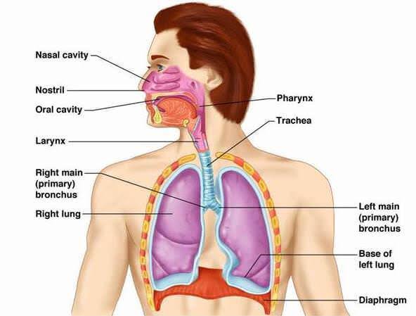 Human Respiratory Sy...